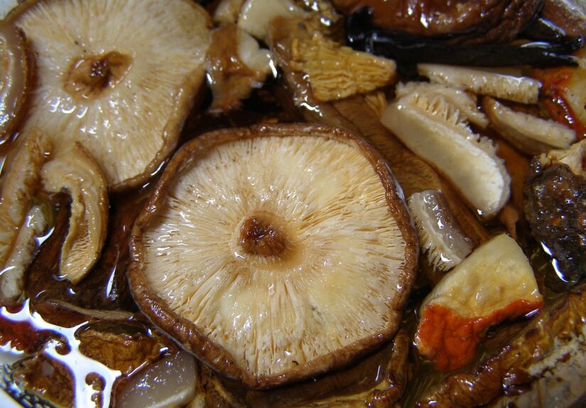 jamur shiitake