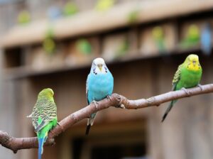 bisnis ternak burung