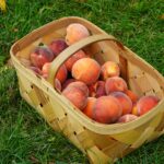 Ragam olahan buah peach