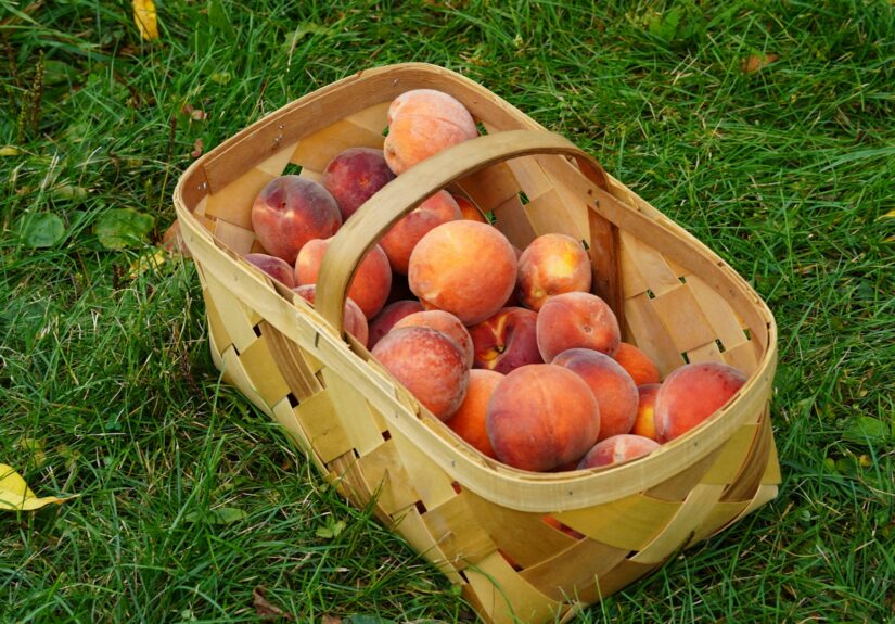 Ragam olahan buah peach