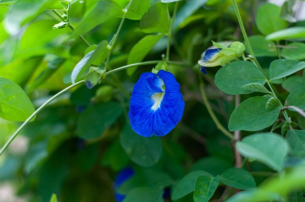 Manfaat bunga telang