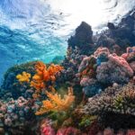 jenis terumbu karang