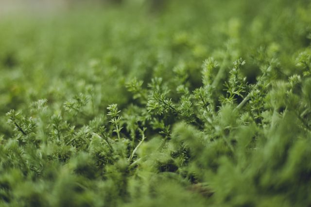 kelebihan rumput palsu